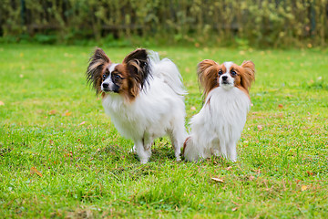 Image showing Portrait of a papillon purebreed dogs