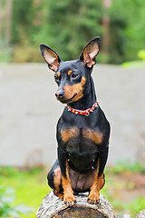 Image showing Portrait of a miniature pinscher dog