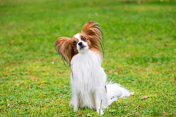 Image showing Portrait of a papillon purebreed dog