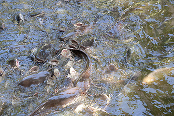 Image showing Catfish in the pond