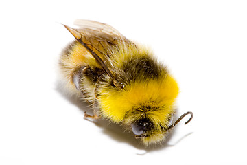 Image showing Bumblebee