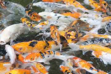 Image showing goldfish in the pond