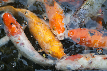 Image showing goldfish in the pond