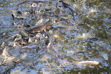 Image showing Catfish in the pond