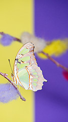 Image showing Tropical butterfly