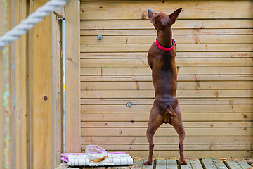 Image showing Portrait of a red miniature pinscher dog