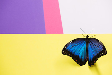 Image showing Morpho butterfly