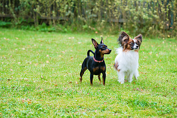 Image showing Miniature pinscher and papillon purebreed dogs