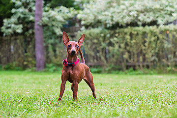 Image showing Portrait of a red miniature pinscher dog