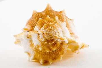 Image showing Conch