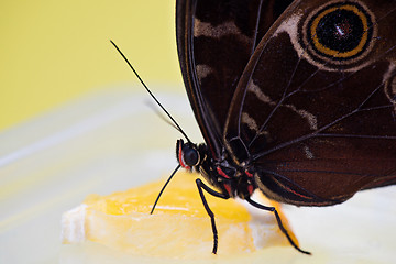 Image showing Morpho butterfly eating