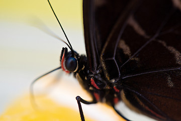 Image showing Morpho butterfly eating