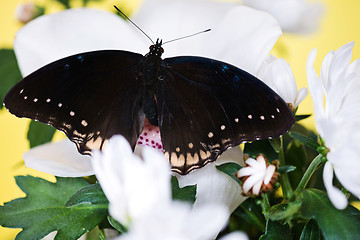 Image showing Tropical butterfly