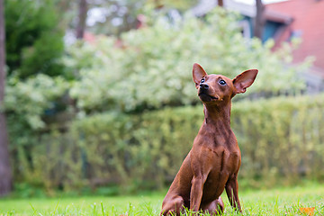 Image showing Portrait of a red miniature pinscher dog