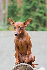 Image showing Portrait of a red miniature pinscher dog