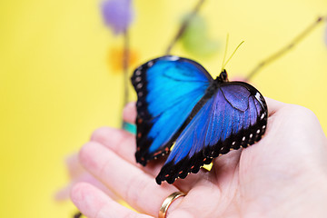 Image showing Morpho butterfly