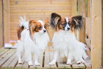 Image showing Portrait of a papillon purebreed dogs