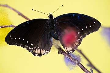 Image showing Tropical butterfly