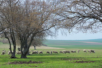 Image showing Flock of sheep in spring time