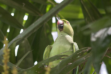 Image showing Parrot