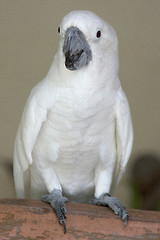 Image showing Parrot
