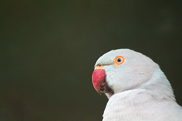 Image showing Parrot