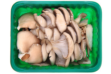Image showing oyster mushroom isolated 