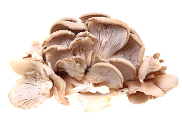 Image showing oyster mushroom isolated 