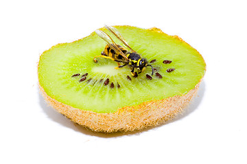 Image showing Wasp on a Kiwifruit