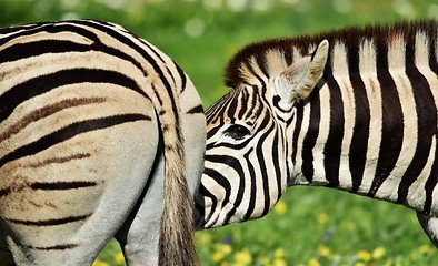 Image showing Zebra close up