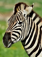 Image showing Zebra Portrait