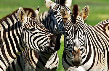 Image showing Group of Zebras