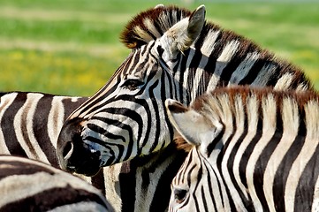 Image showing Group of Zebras