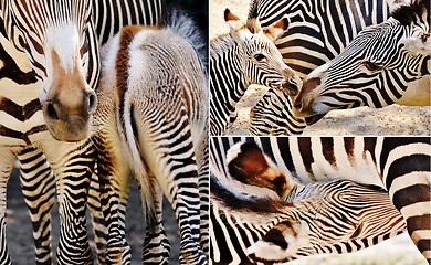 Image showing Zebra Mother and Calf collage