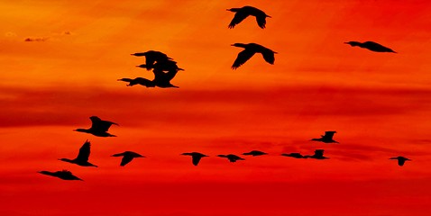 Image showing Flock of Cormorants