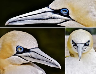 Image showing a Gannet collage