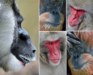 Image showing Monkey faces collage