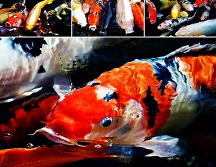 Image showing Koi fish collage