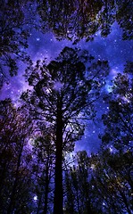 Image showing Pine Forrest with Night sky