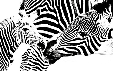 Image showing Zebra Mother and Calf