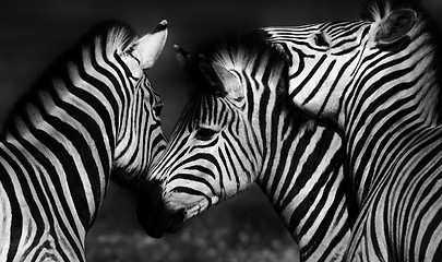 Image showing Group of Zebras in black and white