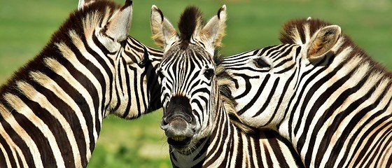 Image showing Group of Zebras