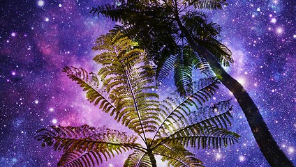 Image showing Mimosa Tree and Night sky