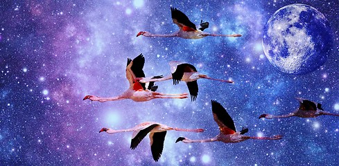 Image showing Flamingos in the night sky