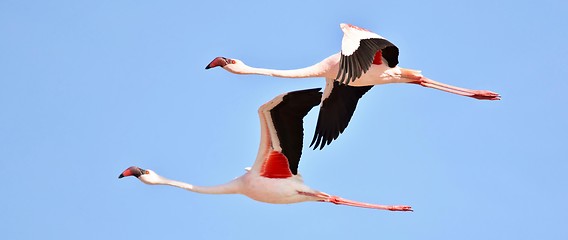 Image showing Flamingos in the sky