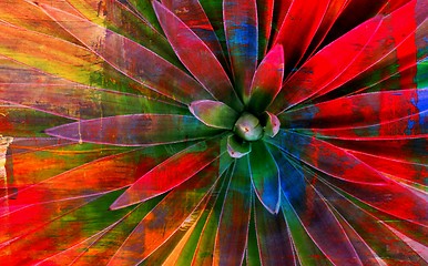 Image showing Agave colorful abstract