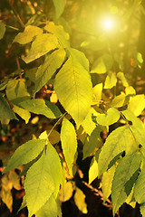 Image showing Beautiful yellow autumn branch in sunlight