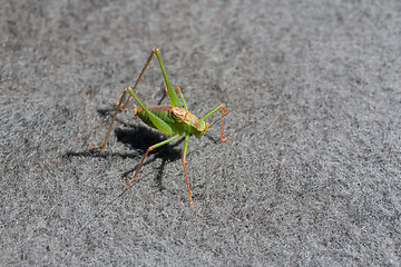 Image showing Speckled Bush Cricket Male