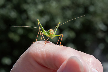 Image showing Speckled Bush Cricket Male