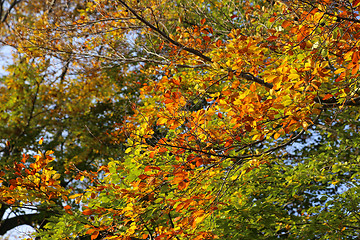 Image showing Bright yellow branch of autumn tree